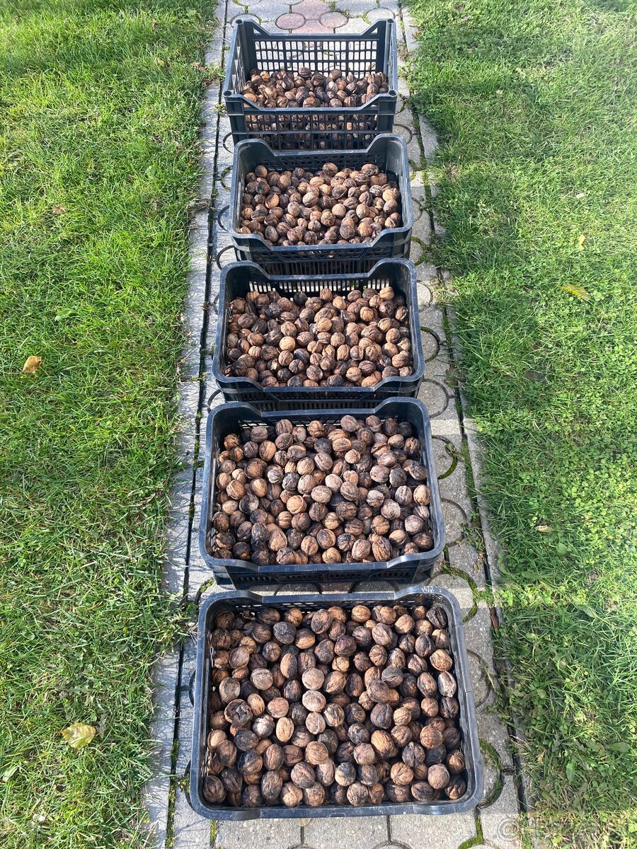 Vlašské orechy nelúpané - CENA DOHODOU (mám 17kg)