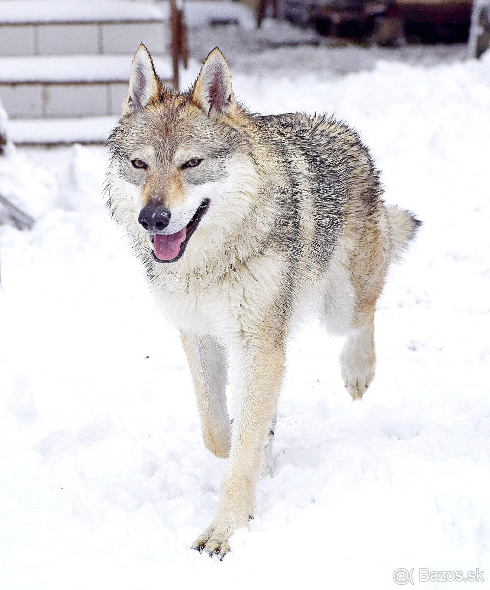 šteniatka československy vlčiak