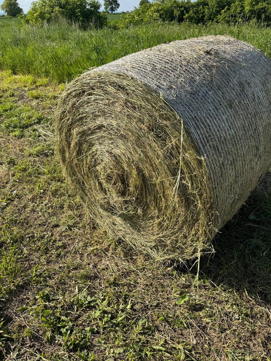 Seno lucerka