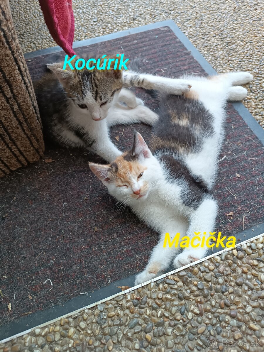 Predám mačiatká