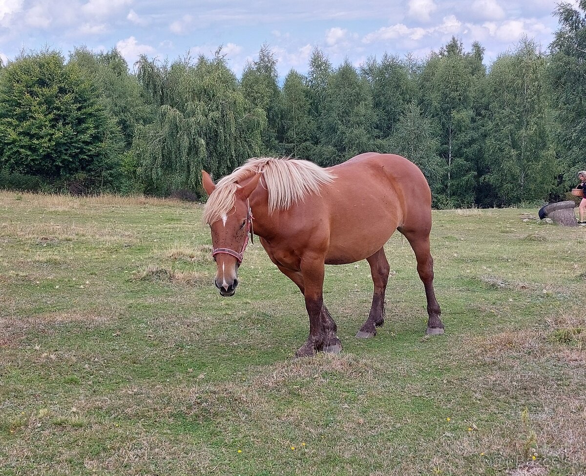 Predám tažnu kobilku