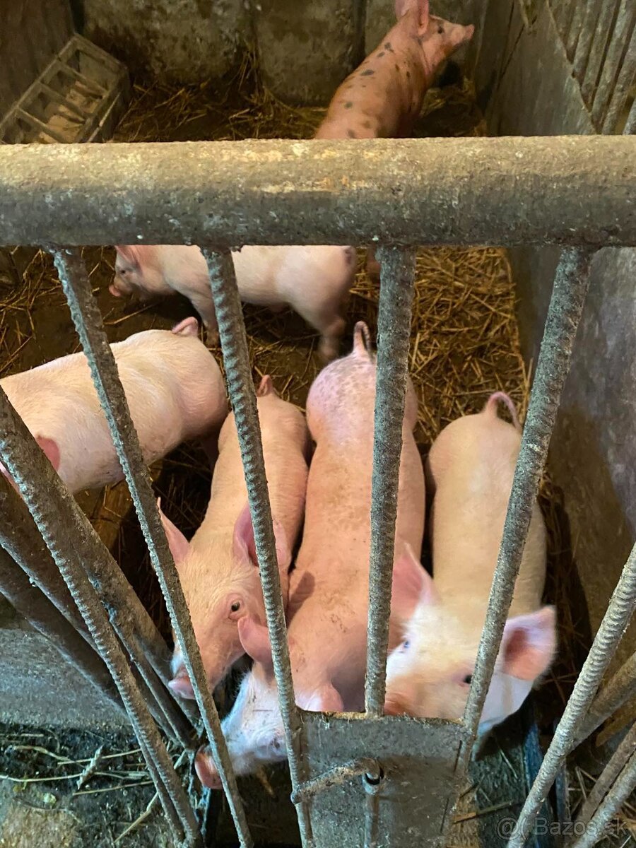 Predám odstavčatá