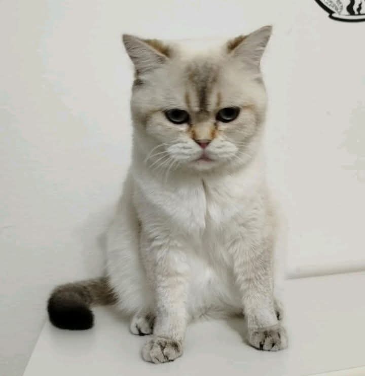 Britská colorpoint mačička s PP