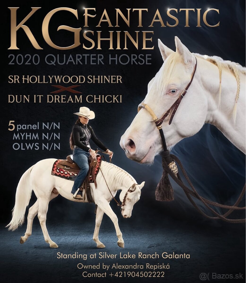 Pripúšťanie cremello Quarter Horse žrebcom - EARLY BOOKING