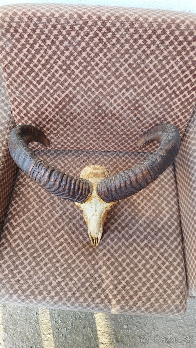 Predám trofej muflona parožie zhody trofeje