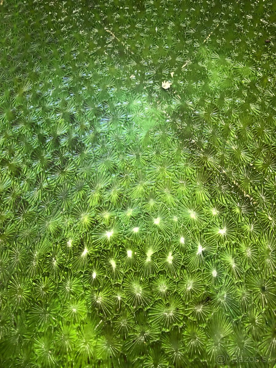 2ks Retro Zelené tabule/sklo s paternom