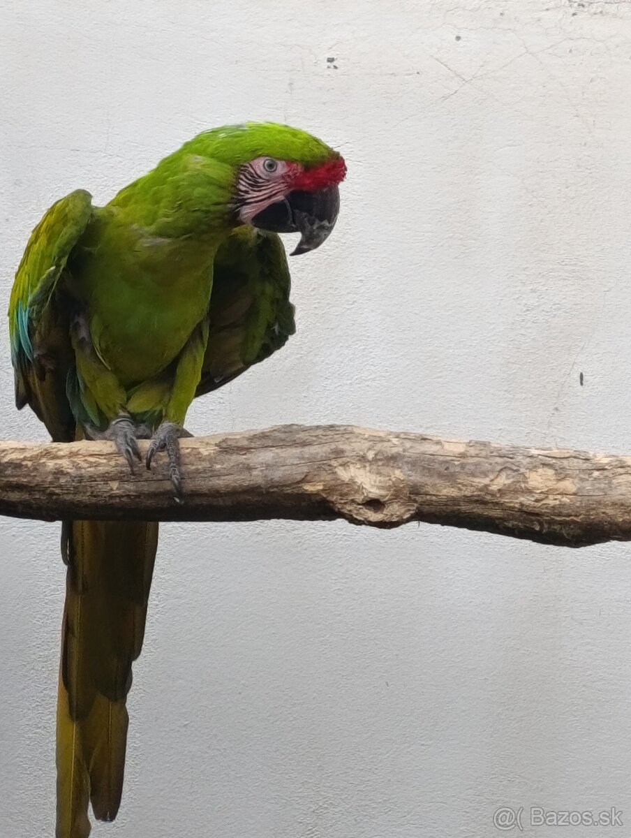 Prídem 23.11 do mocarian