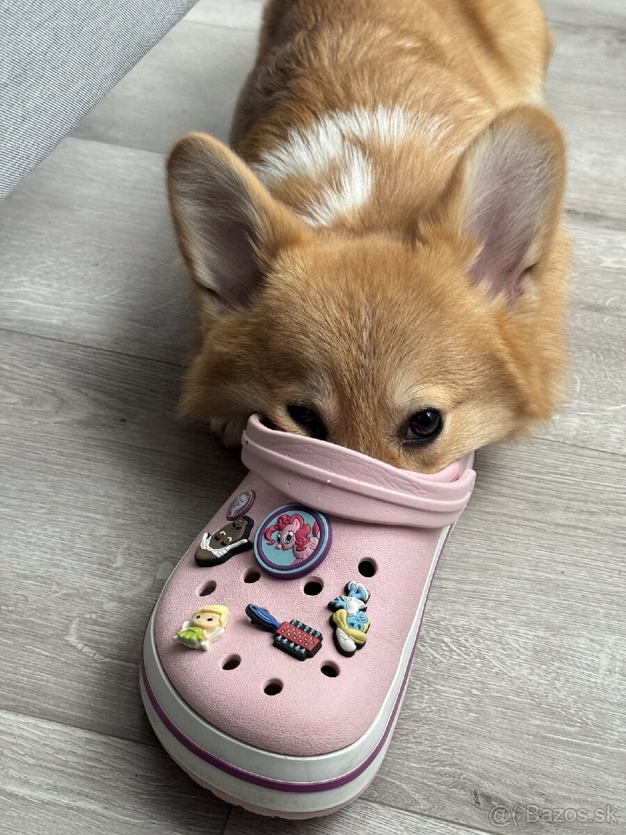 Predáva sa šteniatko corgi — fenka, 5 mesiacov