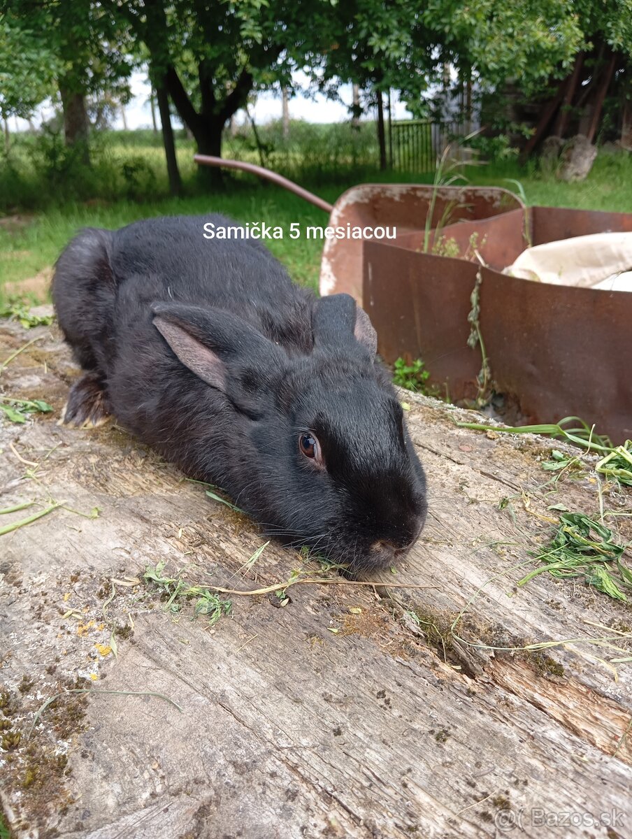Predám králiky 5 mesačne