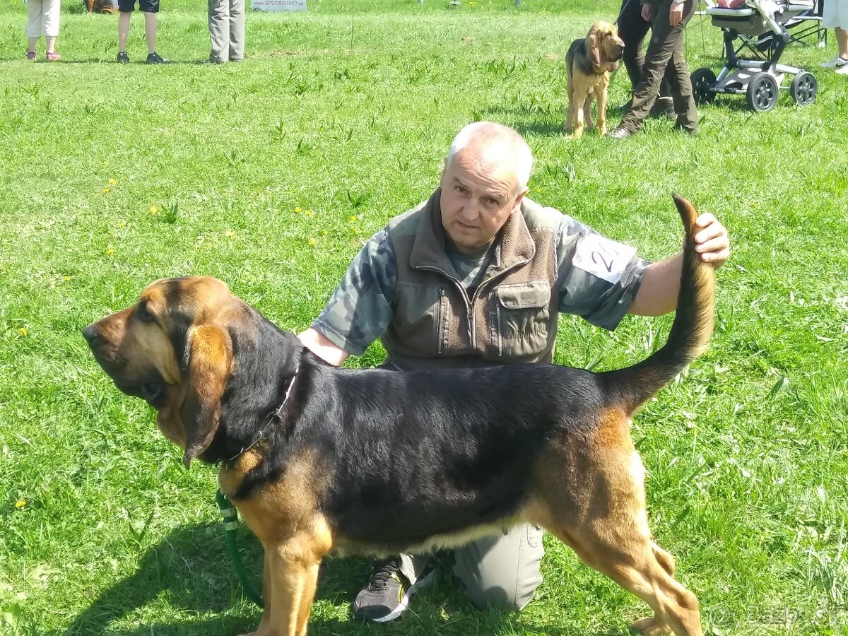 Bloodhound