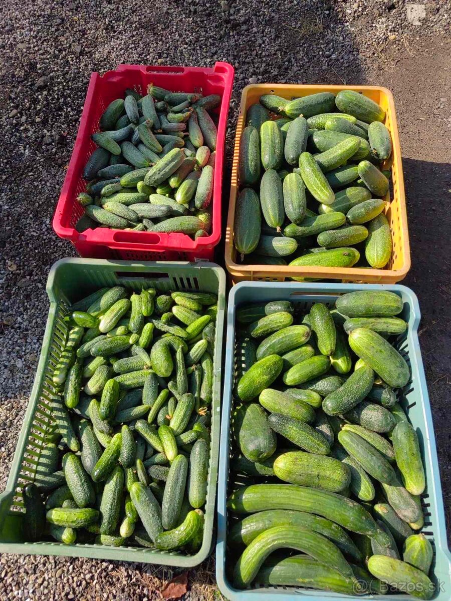 1kg /1€ uhorky