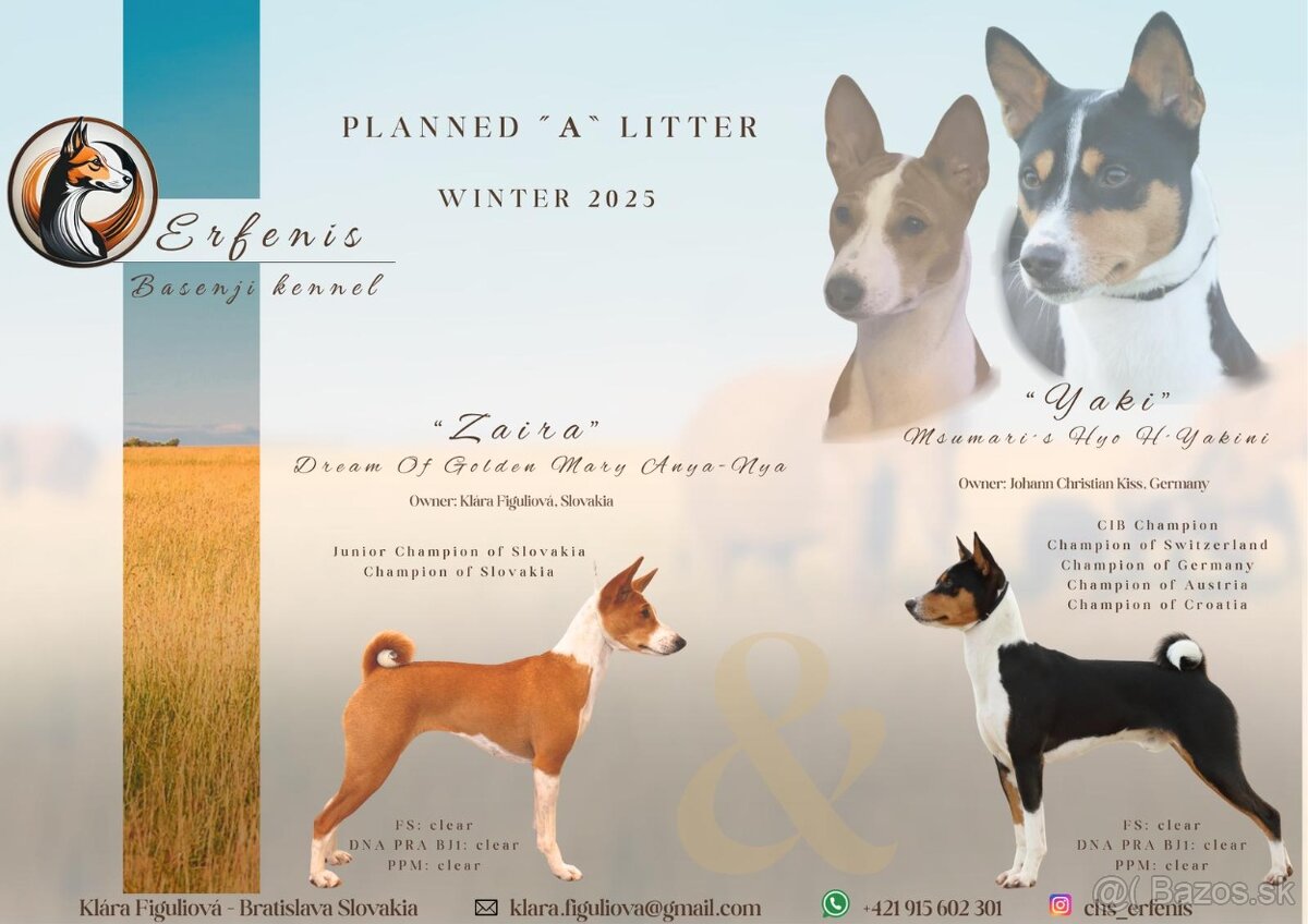 Šteniatka Basenji - chovná stanica ERFENIS
