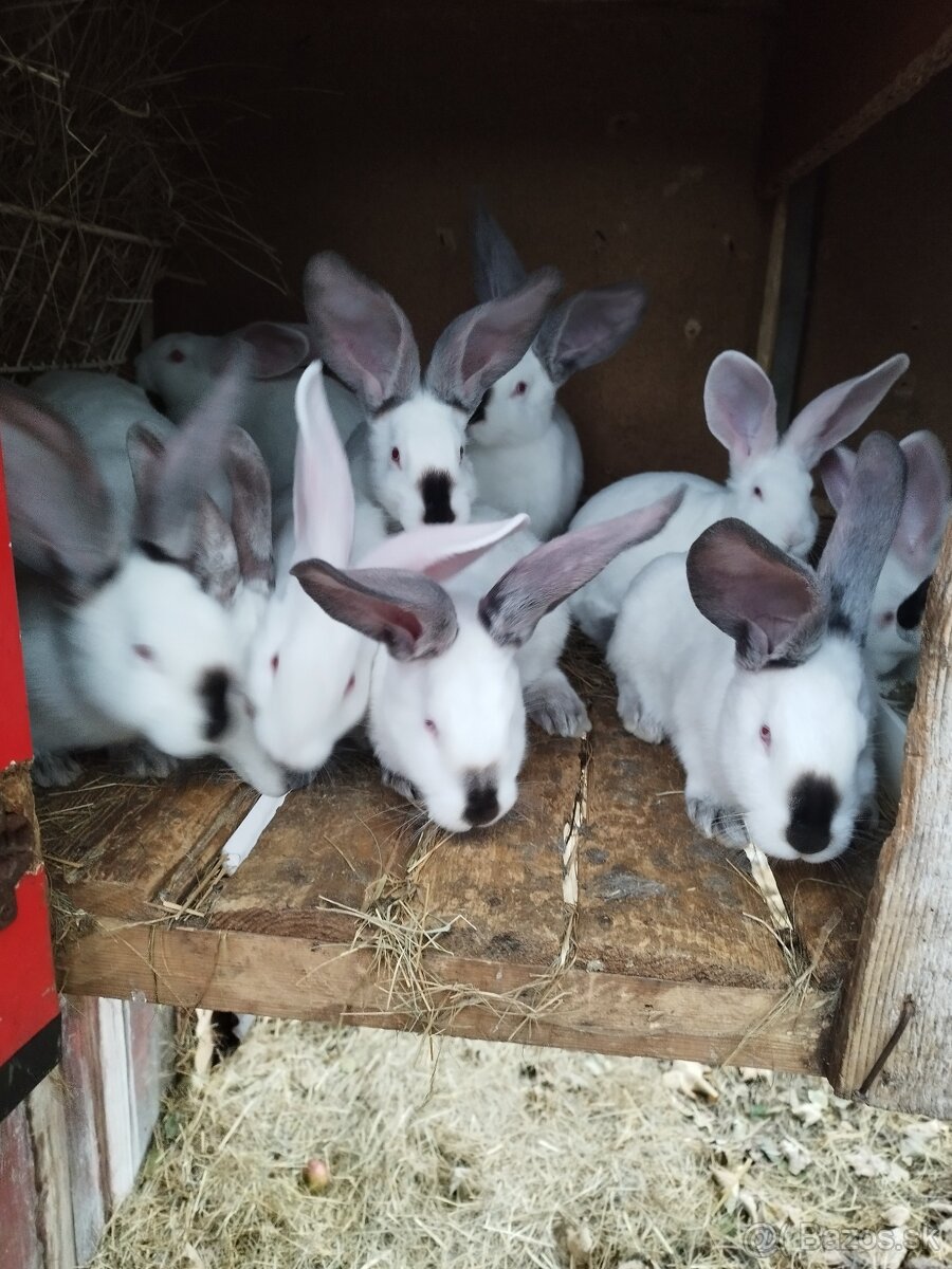 Predávam zajace matka ich hyla a  otec belgický obor Albin