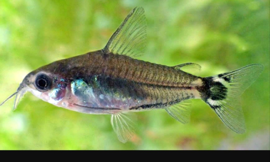 Corydoras hastatus - kupim