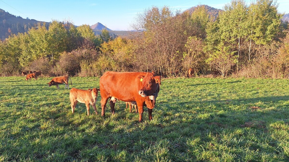 Ošetrovateľ teliat