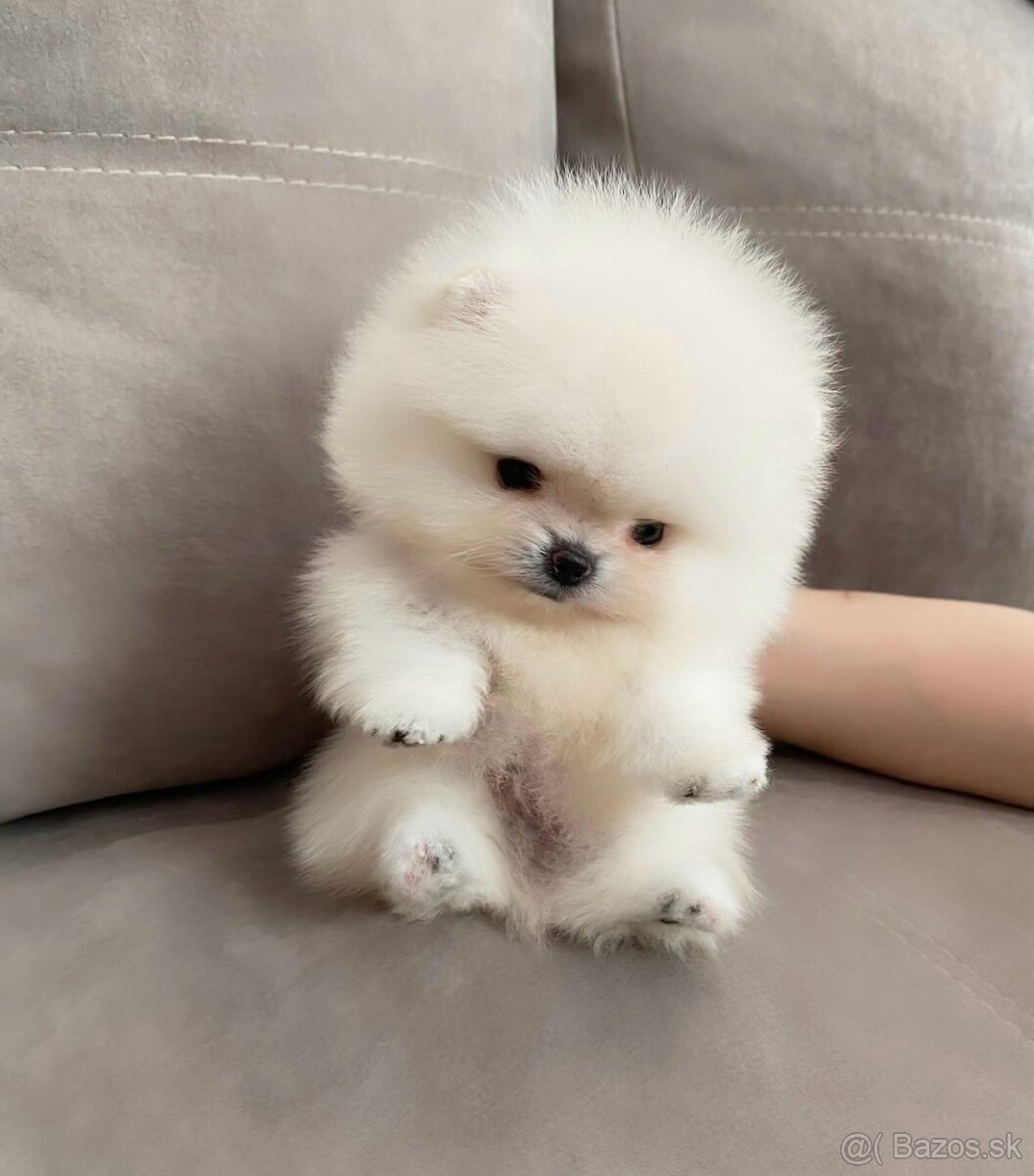 Pomeranian mini