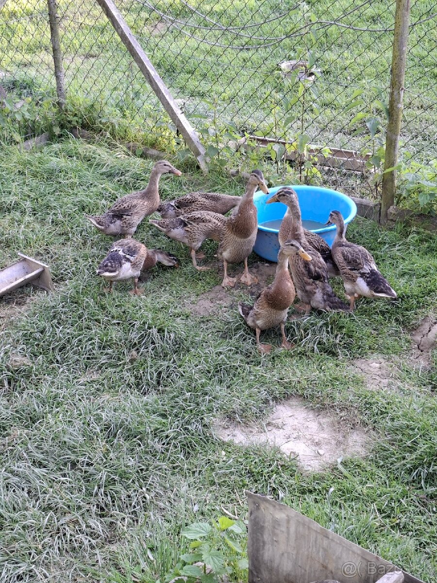 Indické bežce