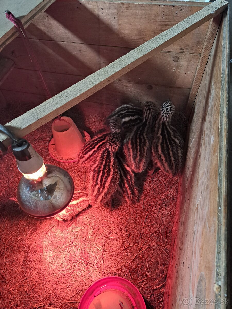 Emu,pštros emu