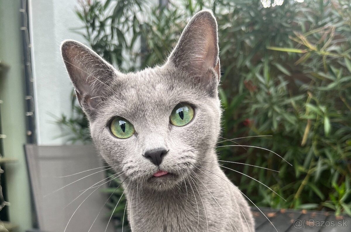 Ruská modrá mačka