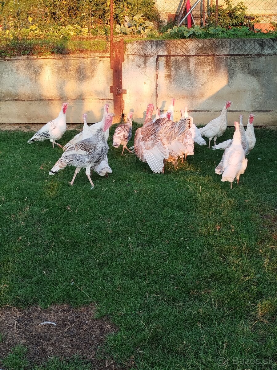 Predám