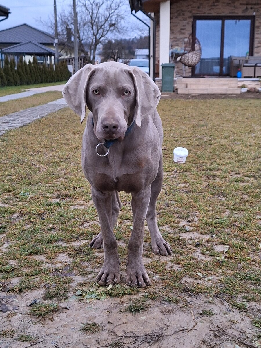 Predám-Weimarsky stavač