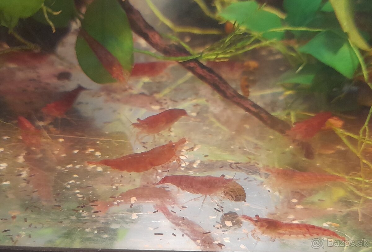 Krevetky red
