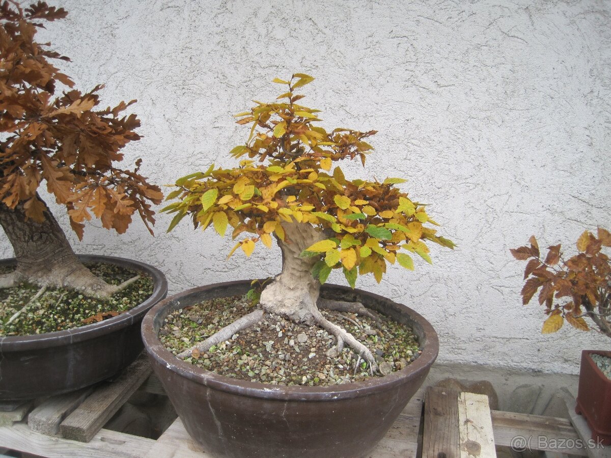 bonsai,bonsaj-hrab 26
