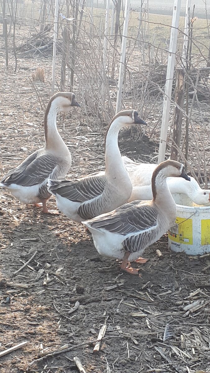 Vymenim gunara za gunara husi ceskej a husi labutej
