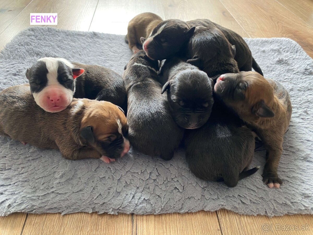 Šteniatka - Americký stafordšírsky teriér (Amstaff, Staford)