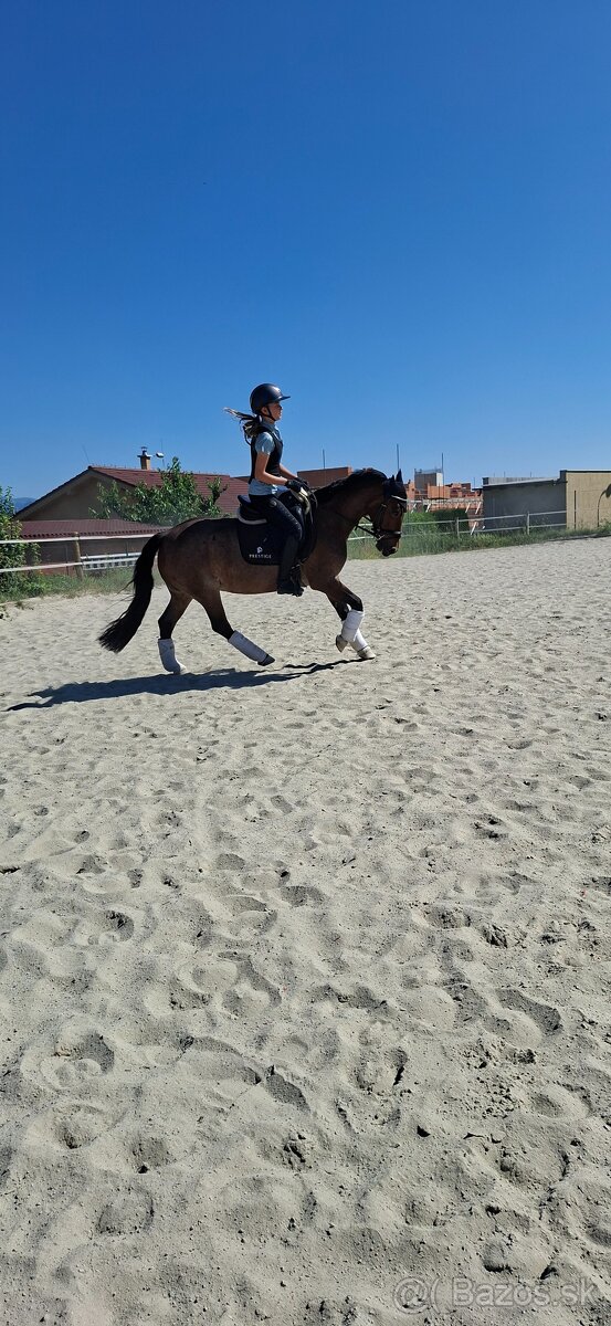 Predám 10 ročnú welsh cob kobylu