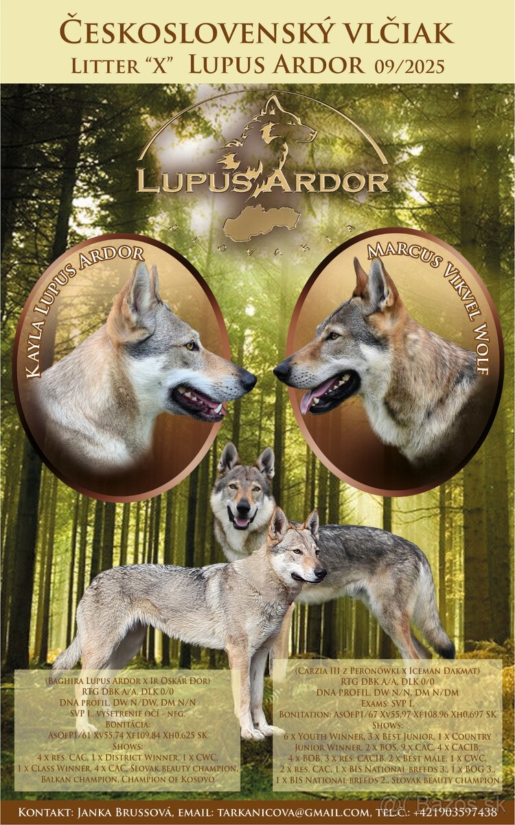 československý vlčiak s PP (FCI)