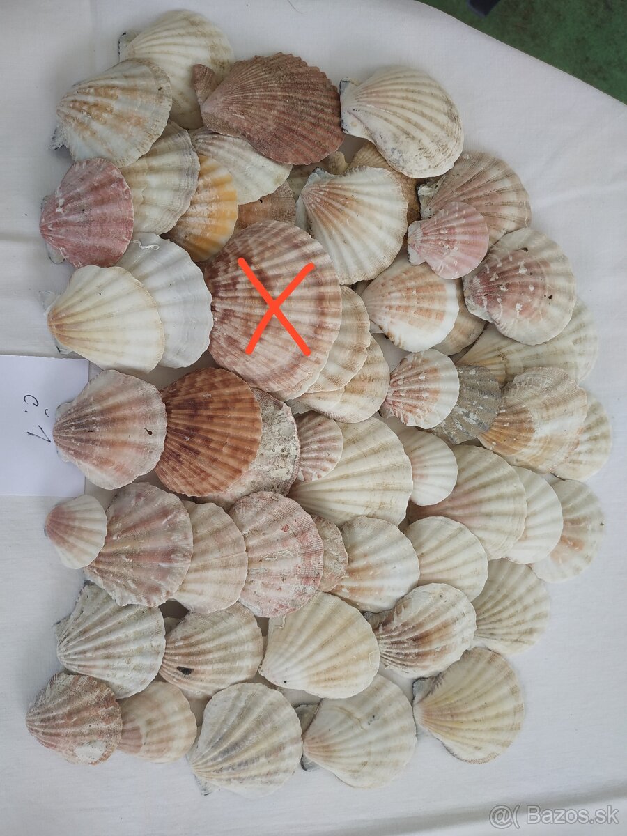 Mušle