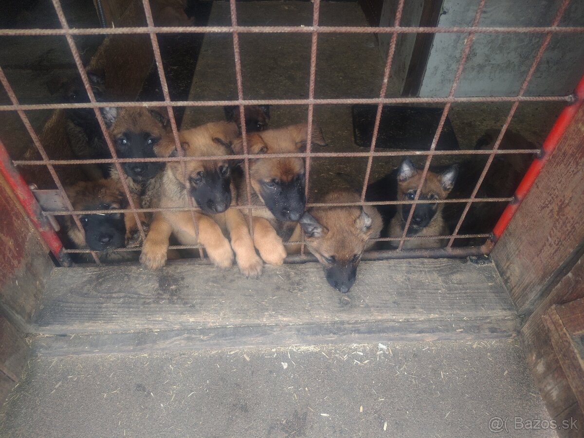 Predám šteniatka