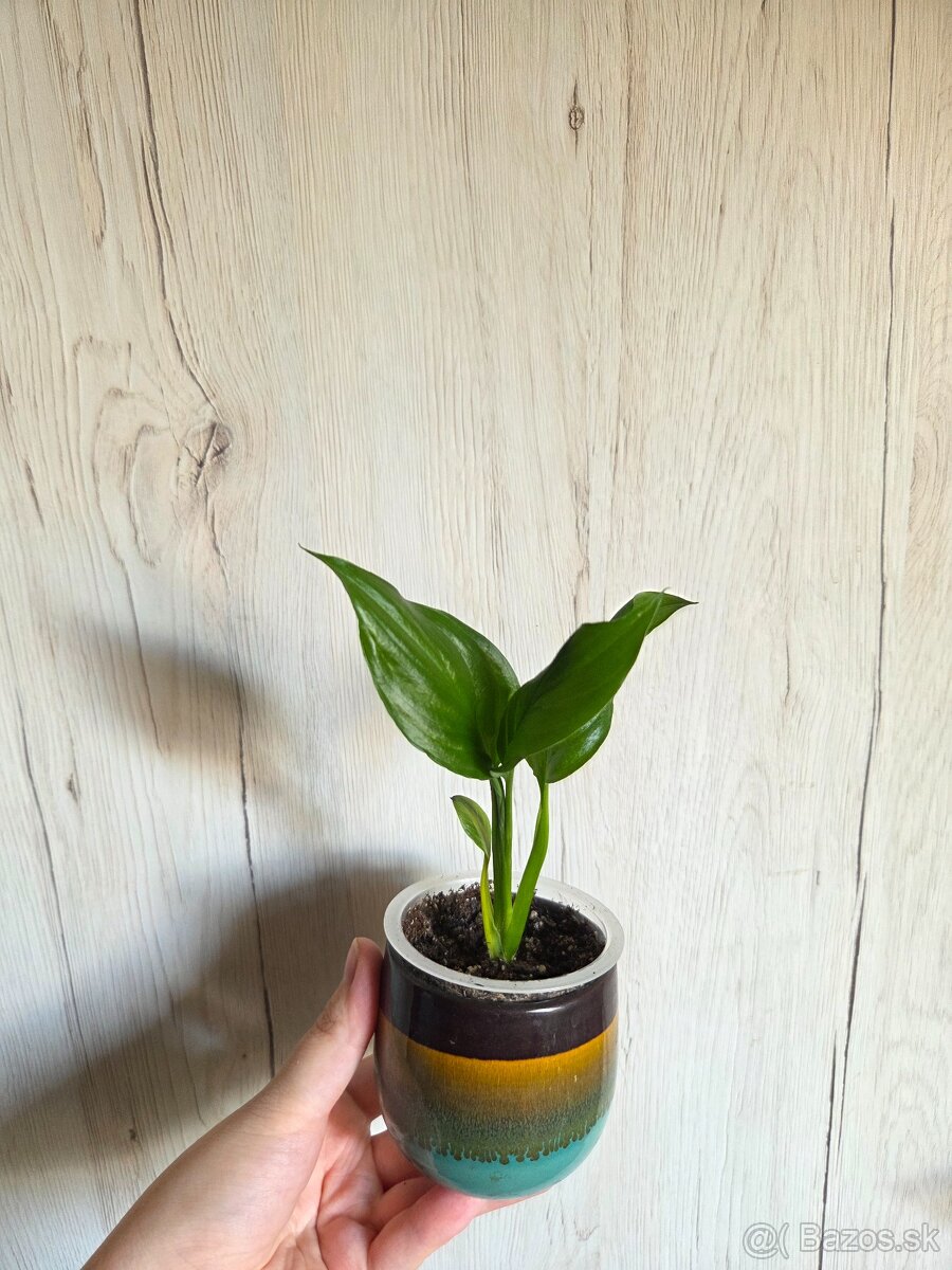 Rôzne izbové rastlinky