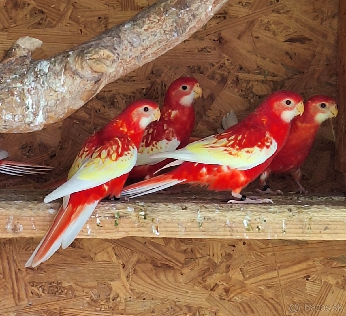 Rozela rubino RED LINE