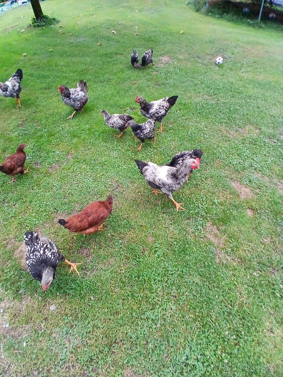 Predám kohútov Wyandotky