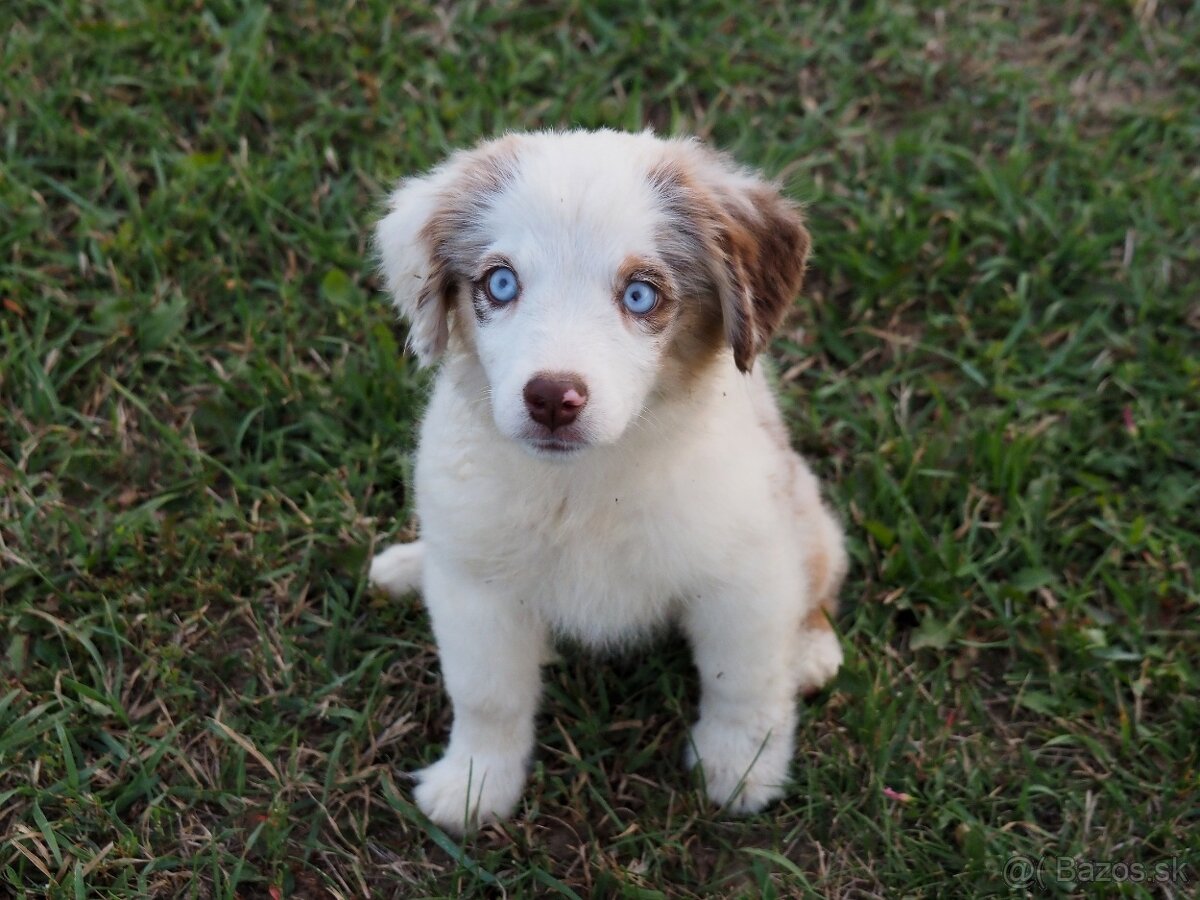 Miniatúrny americký ovčiak s PP- s rodokmeňom
