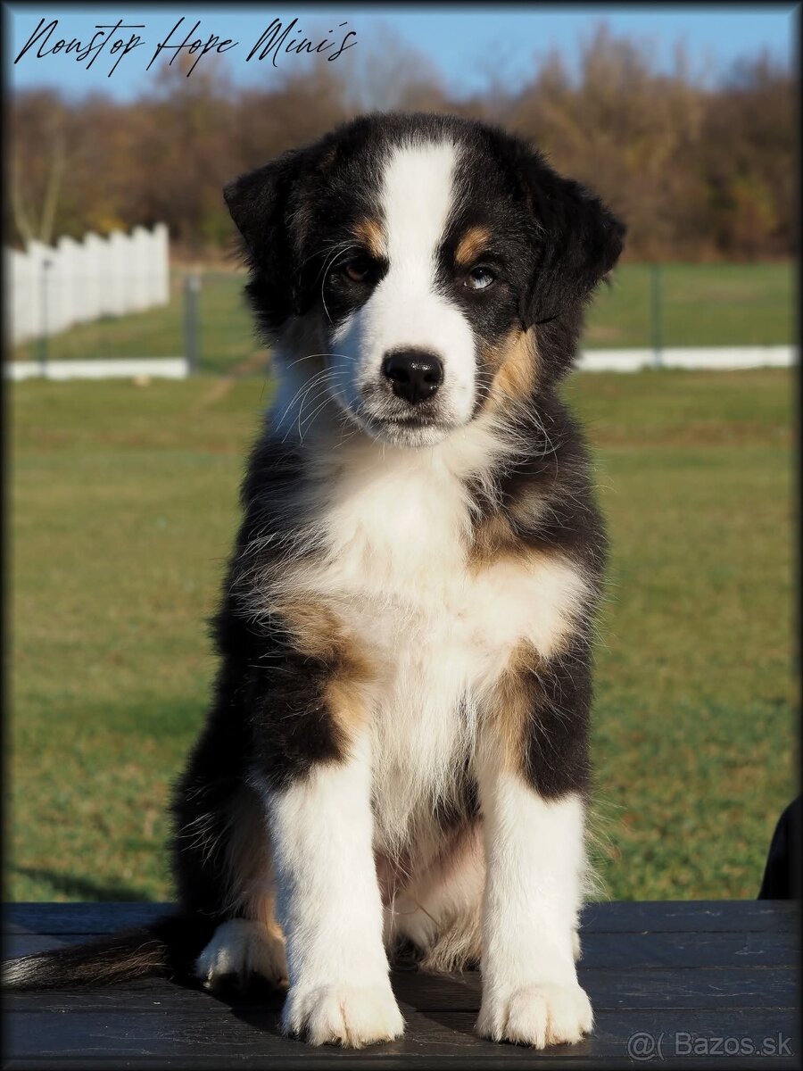 Miniatúrny americký ovčiak s PP- s rodokmeňom