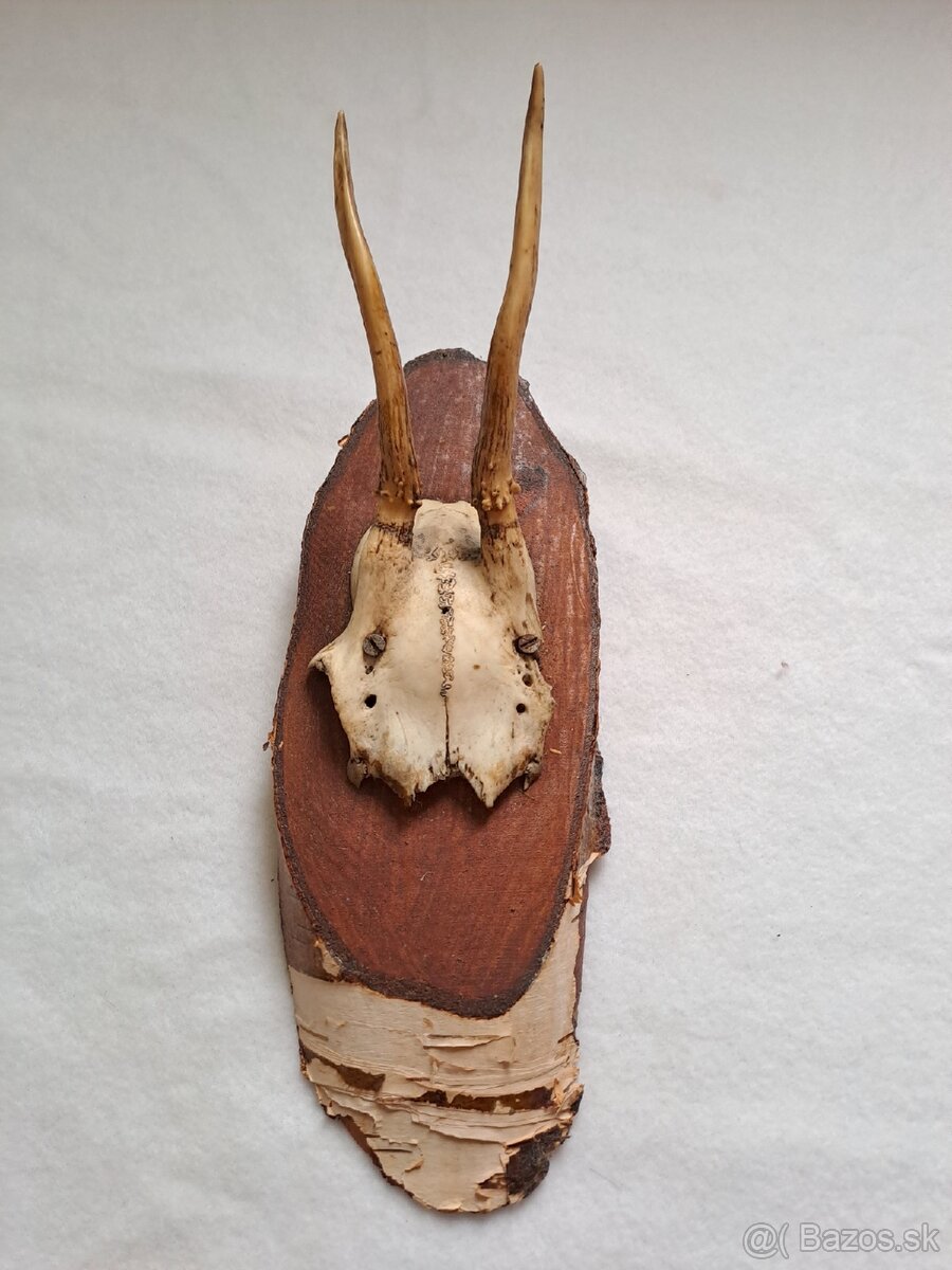 Predam srncie trofeje