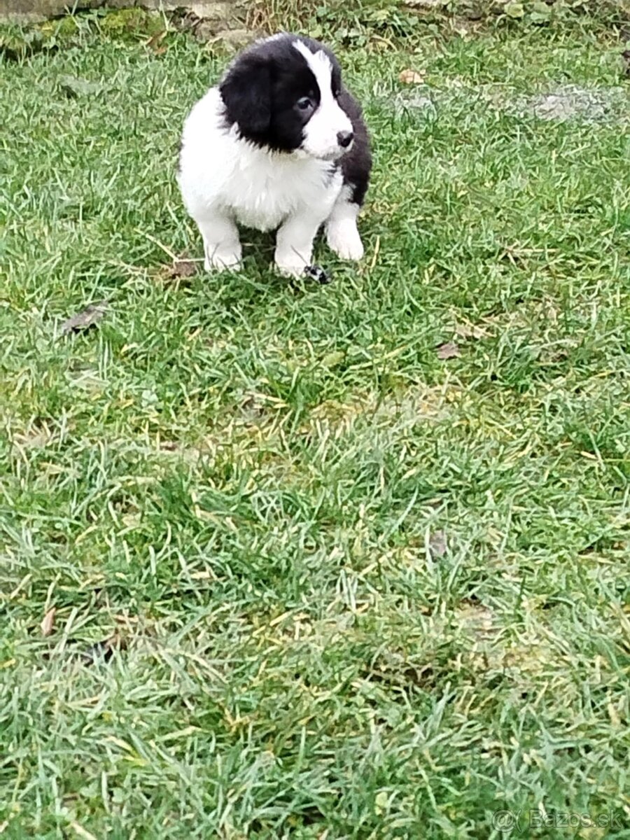 Ponúkam šteniatka border kolia–otec, matka-krizenres Skalica