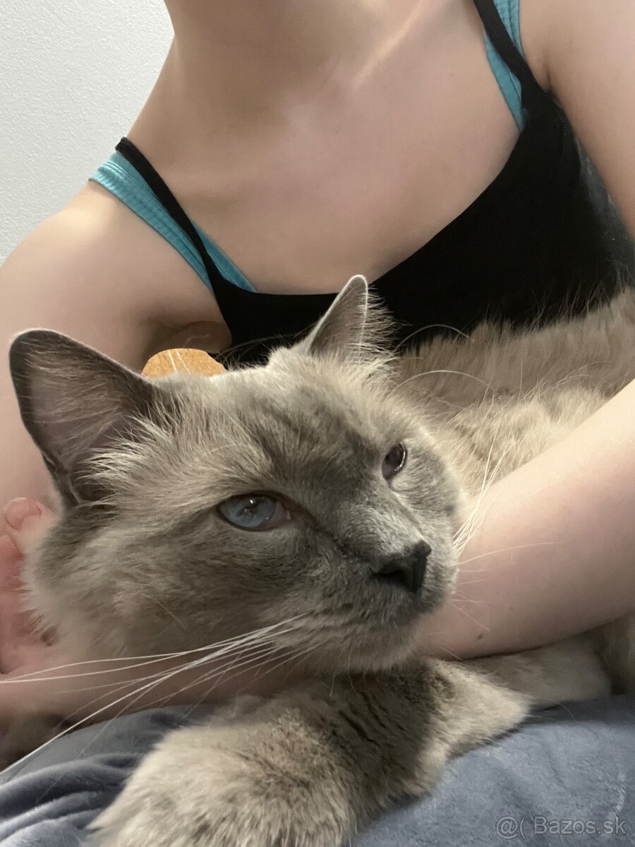 Hľadá sa stratený kocúr ragdoll