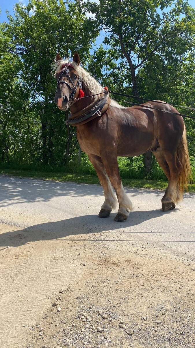 Predam žrebca