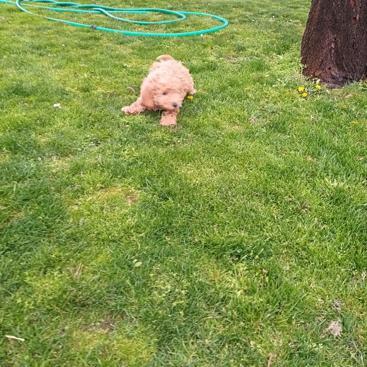 Maltipoo