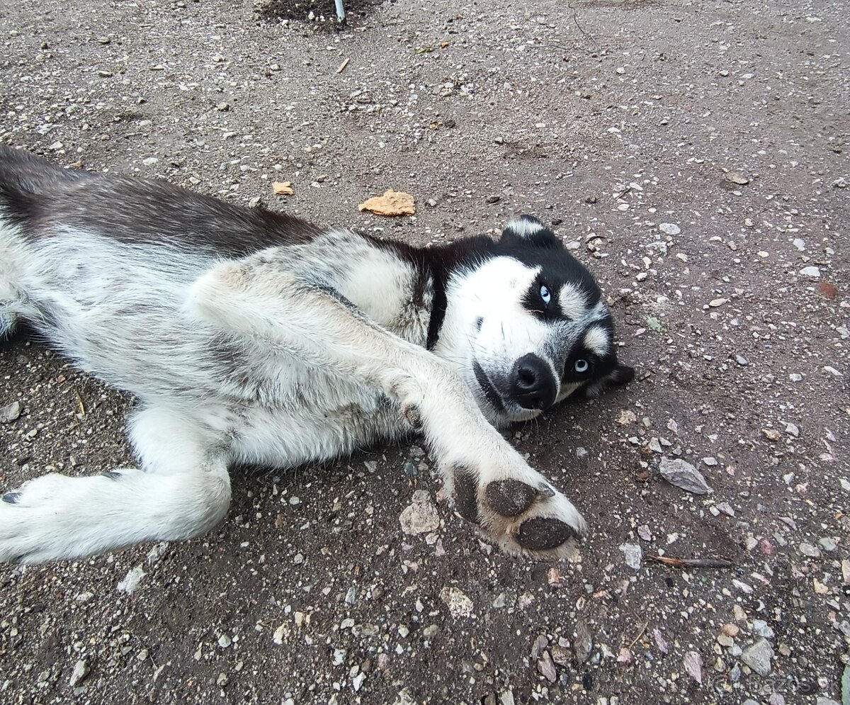 Husky