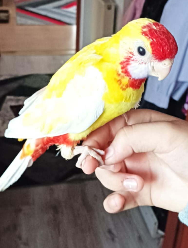 Rozely