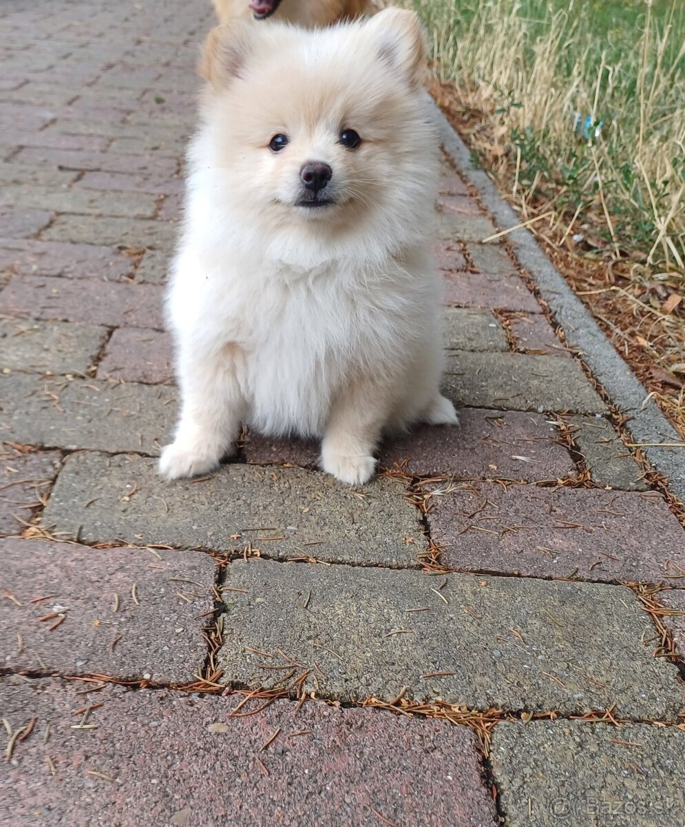 Pomeranian