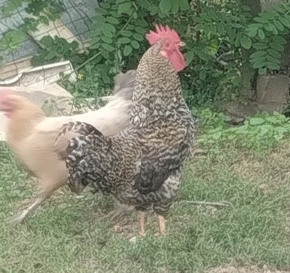 Čistokrvný kohút Dominant