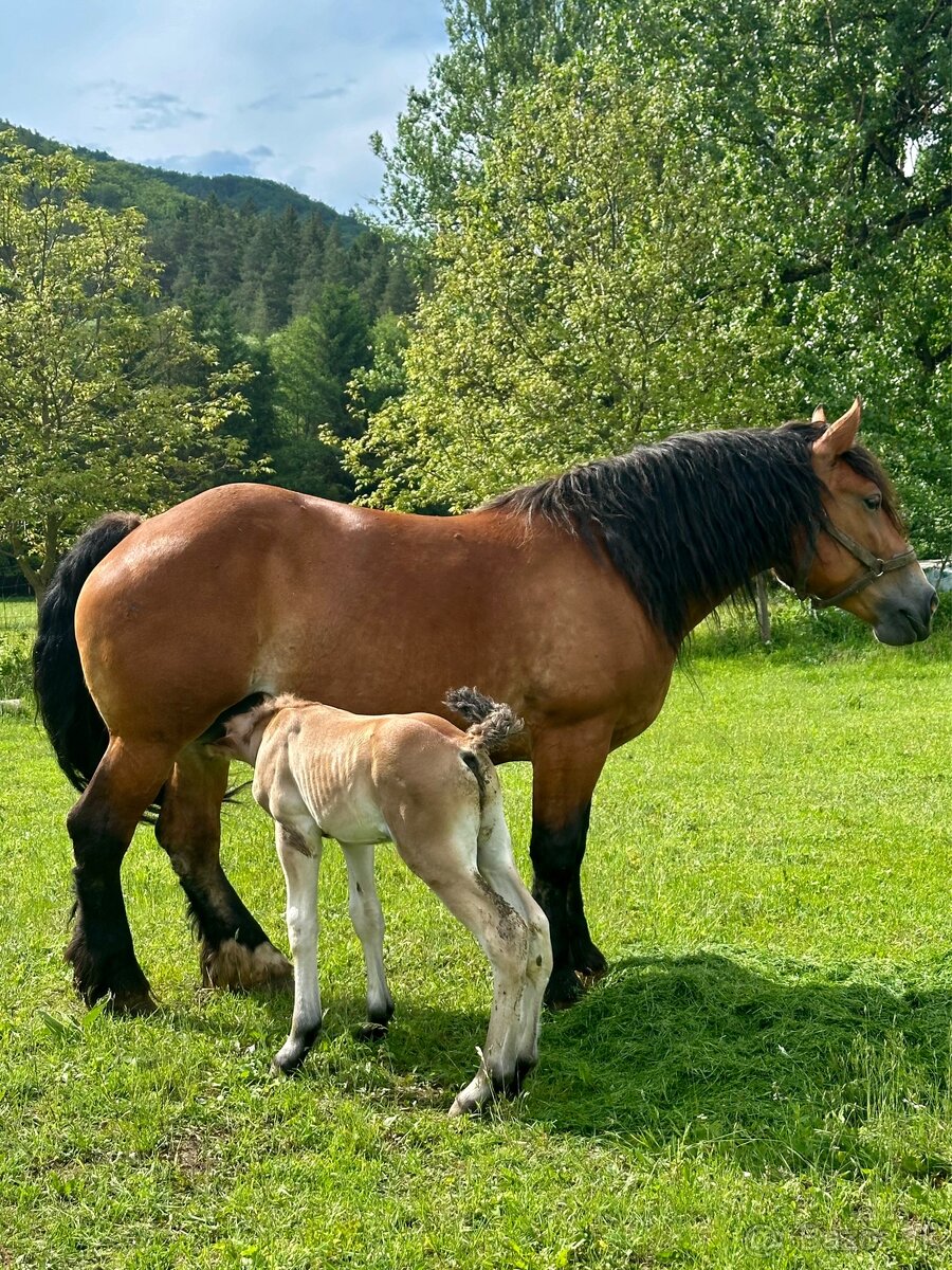 Chladnokrvná kobyla