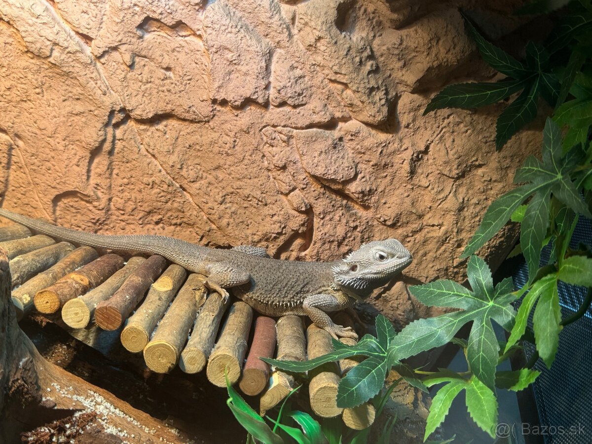Agama+ terarium