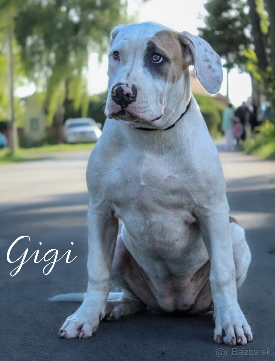 American bully XL adopcia